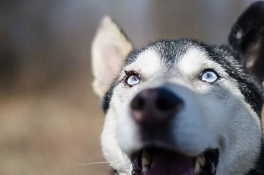 SYBIR-husky- chory maluszek czeka na dom, Gliwice