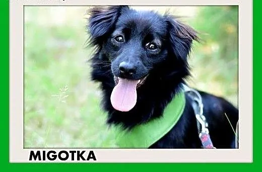 MIGOTKA,mała,młoda,łagodna,grzeczna suczka.ADOPCJA
