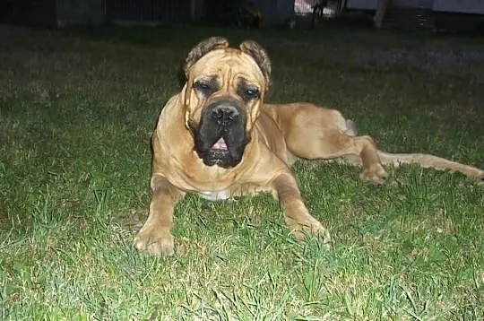 Cane Corso Italiano!