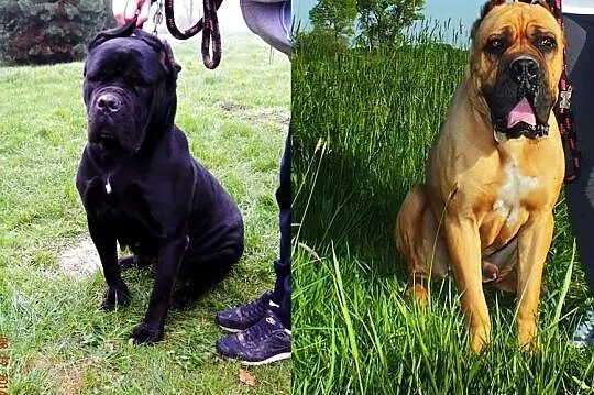 Cane Corso Italiano!