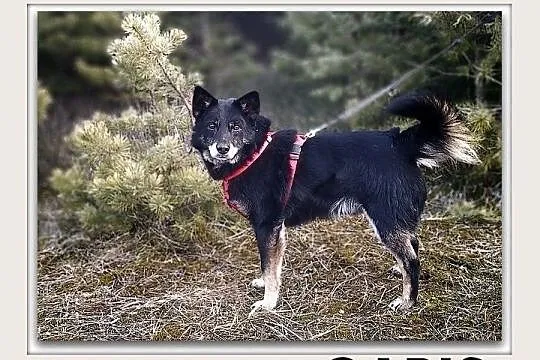 GABIŚ,14kg,średni,łagodny piesek,zwykły kundelek,był bity.ADOPCJA