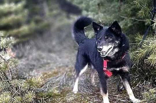 GABIŚ,14kg,średni,łagodny piesek,zwykły kundelek,był bity.ADOPCJA, Łódzkie, Łódź