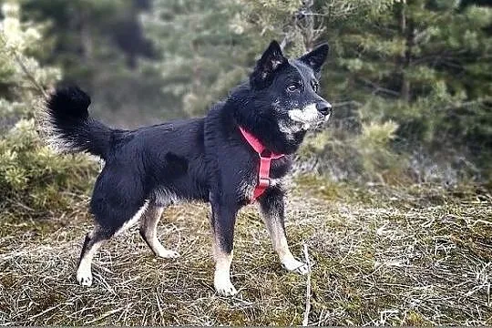 GABIŚ,14kg,średni,łagodny piesek,zwykły kundelek,był bity.ADOPCJA, Łódzkie, Łódź