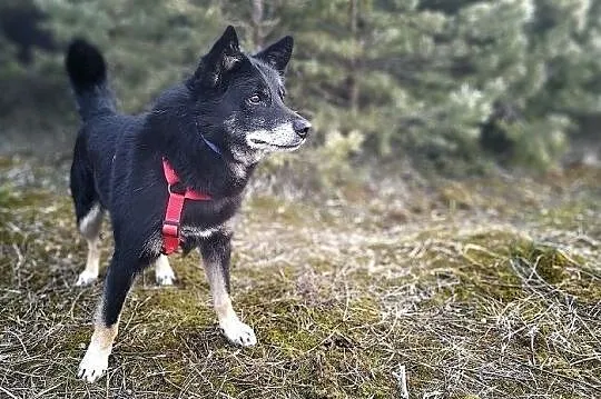 GABIŚ,14kg,średni,łagodny piesek,zwykły kundelek,był bity.ADOPCJA, Łódzkie, Łódź