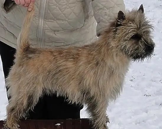 Cairn terrier szczenięta
