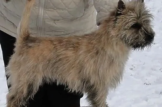 Cairn terrier szczenięta