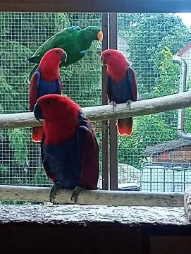 Lora wielka, Lory wielkie sprzedam samicę { Eclectus polychloros}, , Tarnów
