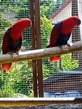 Lora wielka, Lory wielkie sprzedam samicę { Eclectus polychloros}, , Tarnów