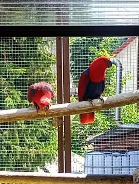 Lora wielka, Lory wielkie sprzedam samicę { Eclectus polychloros}, , Tarnów