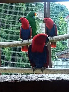Lora wielka, Loty wielkie sprzedam samicę { Eclectus polychloros}, Małopolskie, Tarnów