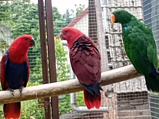Lora wielka, Loty wielkie sprzedam samicę { Eclectus polychloros}, Małopolskie, Tarnów