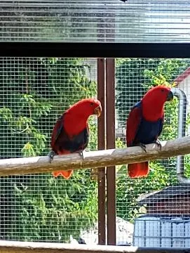 Lora wielka, Loty wielkie sprzedam samicę { Eclectus polychloros}, Małopolskie, Tarnów