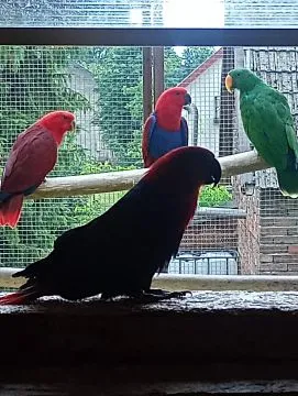 Lora wielka, Loty wielkie sprzedam samicę { Eclectus polychloros}, Małopolskie, Tarnów