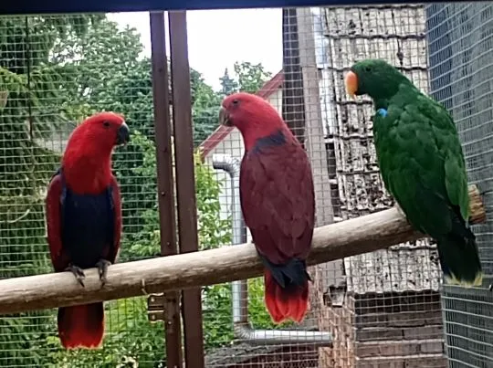 Lora wielka, Loty wielkie sprzedam samicę { Eclectus polychloros}
