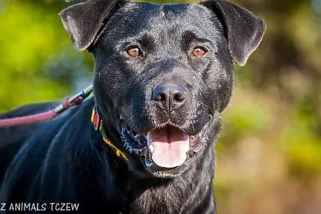 Demon - młody, fajny psiak, energiczny mix labrado