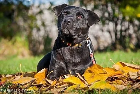 Demon - młody, fajny psiak, energiczny mix labrado