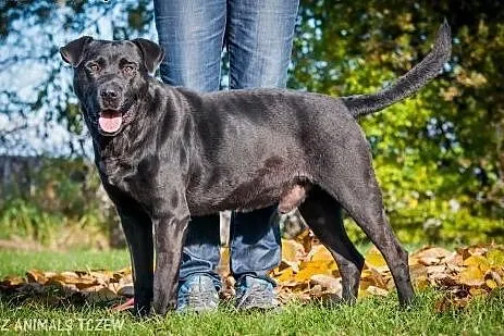 Demon - młody, fajny psiak, energiczny mix labrado