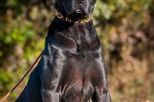 Demon - młody, fajny psiak, energiczny mix labrado