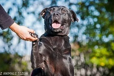Demon - młody, fajny psiak, energiczny mix labrado