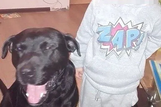 Demon - młody, fajny psiak, energiczny mix labrado