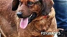 SIGMA - suczka w typie posokowca, mazowieckie War
