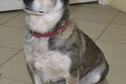 Foksik - piękny kundelek, malutki - traci dom, w k