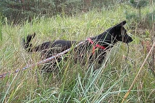 Figa, Fifi, Fisia… Przyjacielska suczka 