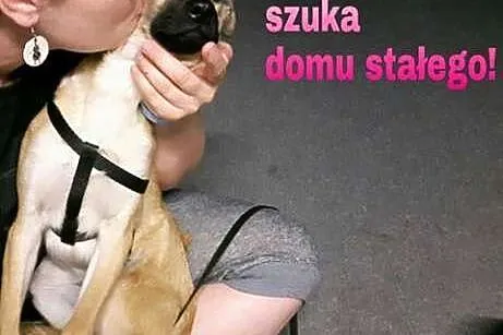 Szczeniaczek FIGARO szuka ciepłego, wyrozumiałego 