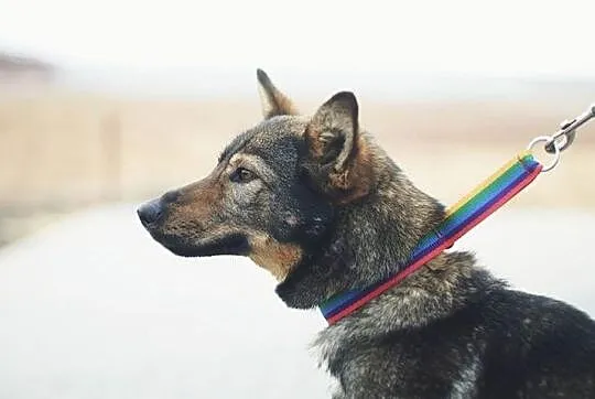 TAJGA spędza kolejny miesiąc w schronisku! POMÓZMy