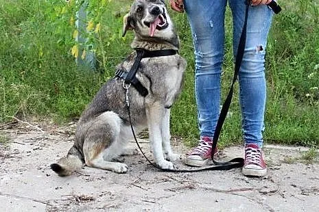 Młoda posłuszna Sola szuka domu!,  dolnośląskie Wr