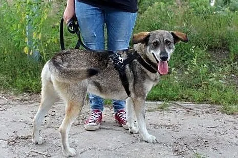 Młoda posłuszna Sola szuka domu!,  dolnośląskie Wr