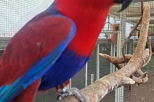 Lory wielkie, Wielkopolskie, Grodzisk Wielkopolski