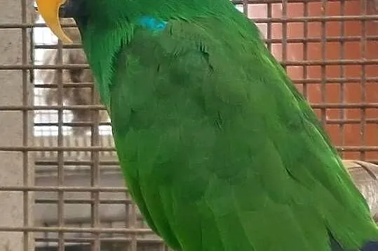 Lory wielkie, Wielkopolskie, Grodzisk Wielkopolski