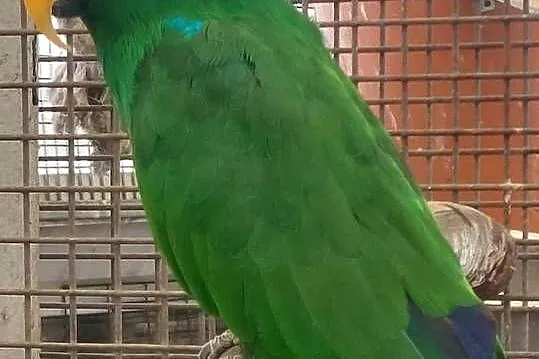 Lory wielkie, Wielkopolskie, Grodzisk Wielkopolski