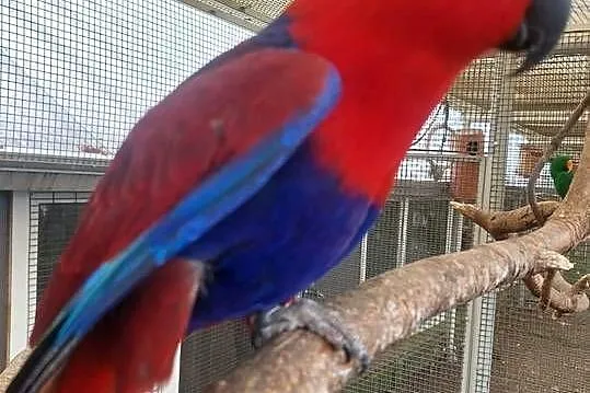 Lory wielkie, Wielkopolskie, Grodzisk Wielkopolski