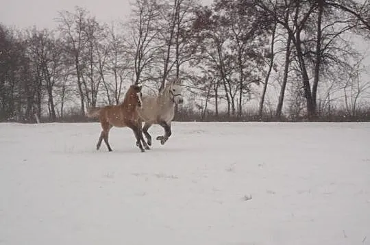 Koń, klacz-Iskra