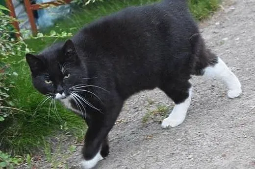 Krystynka, spokojna, oswojona koteczka szuka kocha