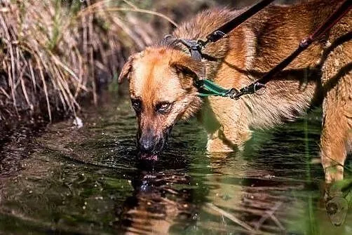 Dziurawiec piękny młody pies, może czeka właśnie n