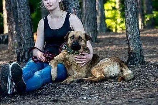 Dziurawiec piękny młody pies, może czeka właśnie n