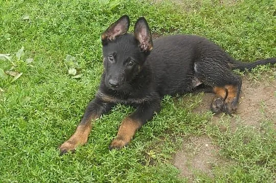 Owczarki niemieckie szczenieta z linii uzytkowej