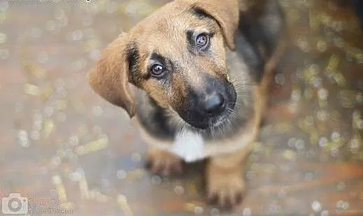 Niewielka, 3 miesięczna Lola - SZCZENIAK ADOPCJA,
