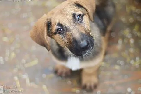 Niewielka, 3 miesięczna Lola - SZCZENIAK ADOPCJA, 