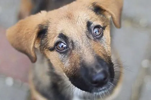 Niewielka, 3 miesięczna Lola - SZCZENIAK ADOPCJA, 