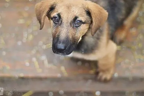 Niewielka, 3 miesięczna Lola - SZCZENIAK ADOPCJA, 