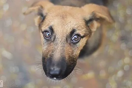 Niewielka, 3 miesięczna Lola - SZCZENIAK ADOPCJA, 