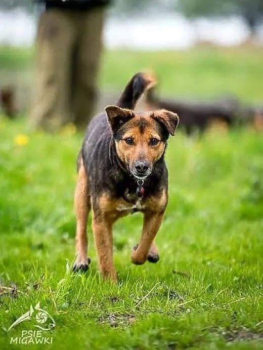 Walik tak bardzo słodki, przekonaj się sam :), ma
