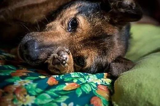 Walik tak bardzo słodki, przekonaj się sam :),  ma