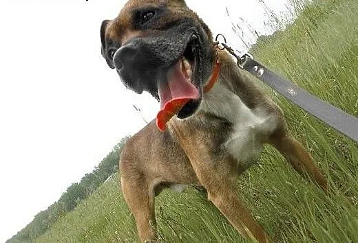 Bokser Niuniuś już chyba nie wierzy, że ktoś go ad