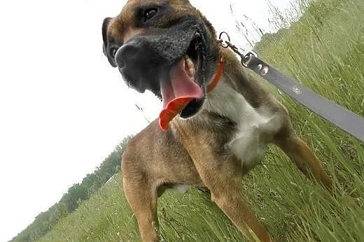 Bokser Niuniuś już chyba nie wierzy, że ktoś go ad