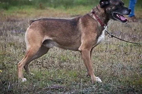 Bokser Niuniuś już chyba nie wierzy, że ktoś go ad
